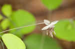 Southern meadow-rue